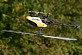 Top Gun Pro Heli&nbsp;Rapier 450 ARTF 3D Helicopter w/o TX/RX