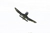 FMS F4U, V2, BLUE, PNP, 800MM (NO REFLEX)