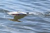 JOYSWAY MAGIC CAT V6 2.4G RTR CATAMARAN RACING BOAT