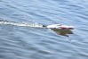 JOYSWAY MAGIC CAT V6 2.4G RTR CATAMARAN RACING BOAT