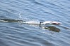 JOYSWAY MAGIC CAT V6 2.4G RTR CATAMARAN RACING BOAT