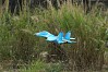 XFLY TWIN 50MM SU-27 EDF 750MM JET WITHOUT TX/RX/BATT - BLUE CAMO