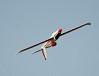 XFLY SWIFT 2100 GLIDER WITHOUT TX/RX/BATT